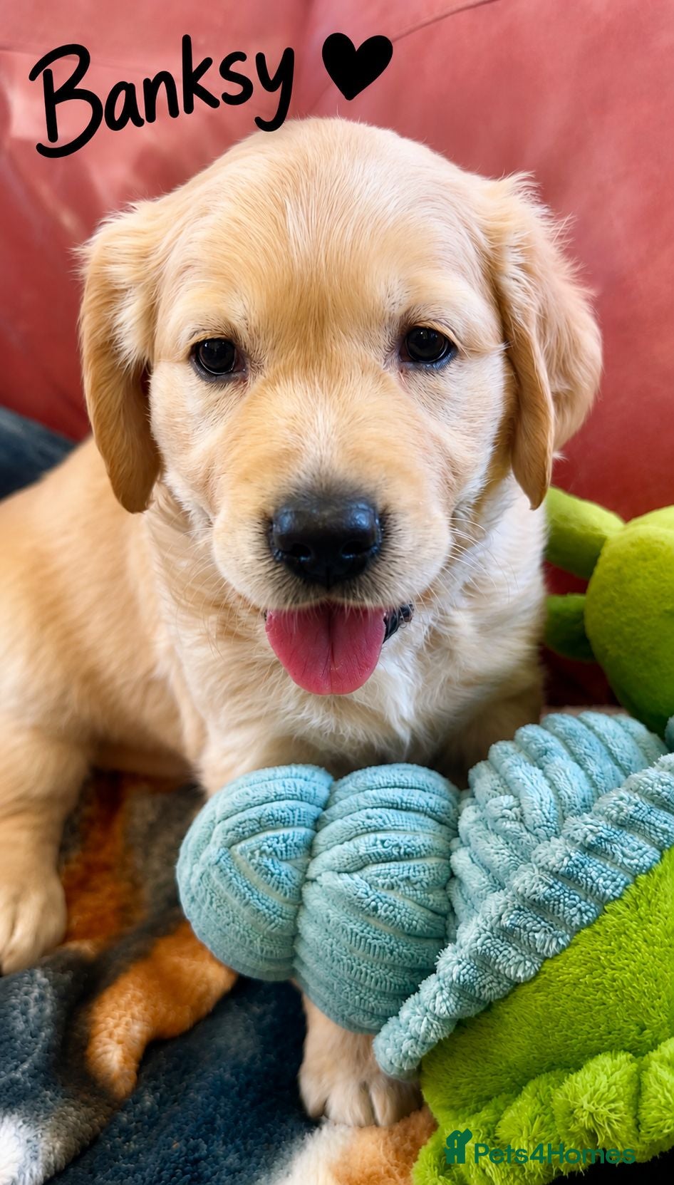 Golden Retriever dogs Last KC Golden Boy Available – Ready 18 July - Advert 1