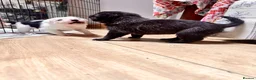 Mixed Breed dogs for sale: Collie x blue brindle American bulldog puppies in Insch - Advert 6