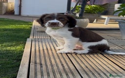 English Springer Spaniel dogs for sale: Springer Spaniels - Image 7