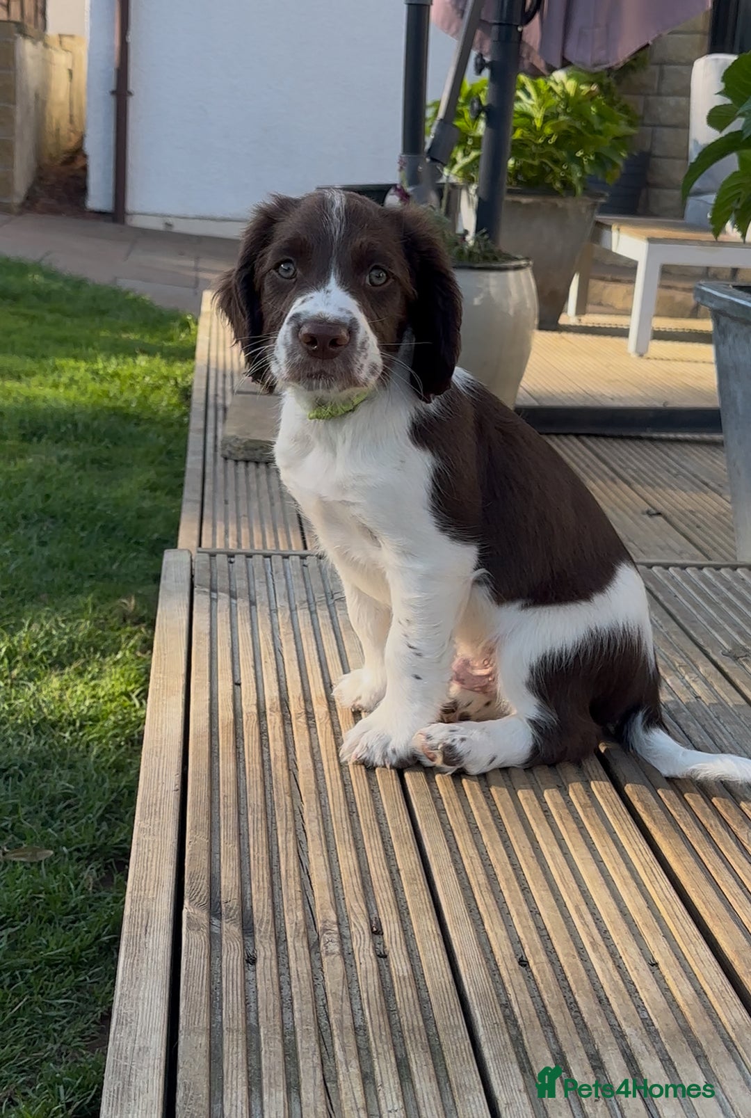English Springer Spaniel dogs for sale: Springer Spaniels - Image 7