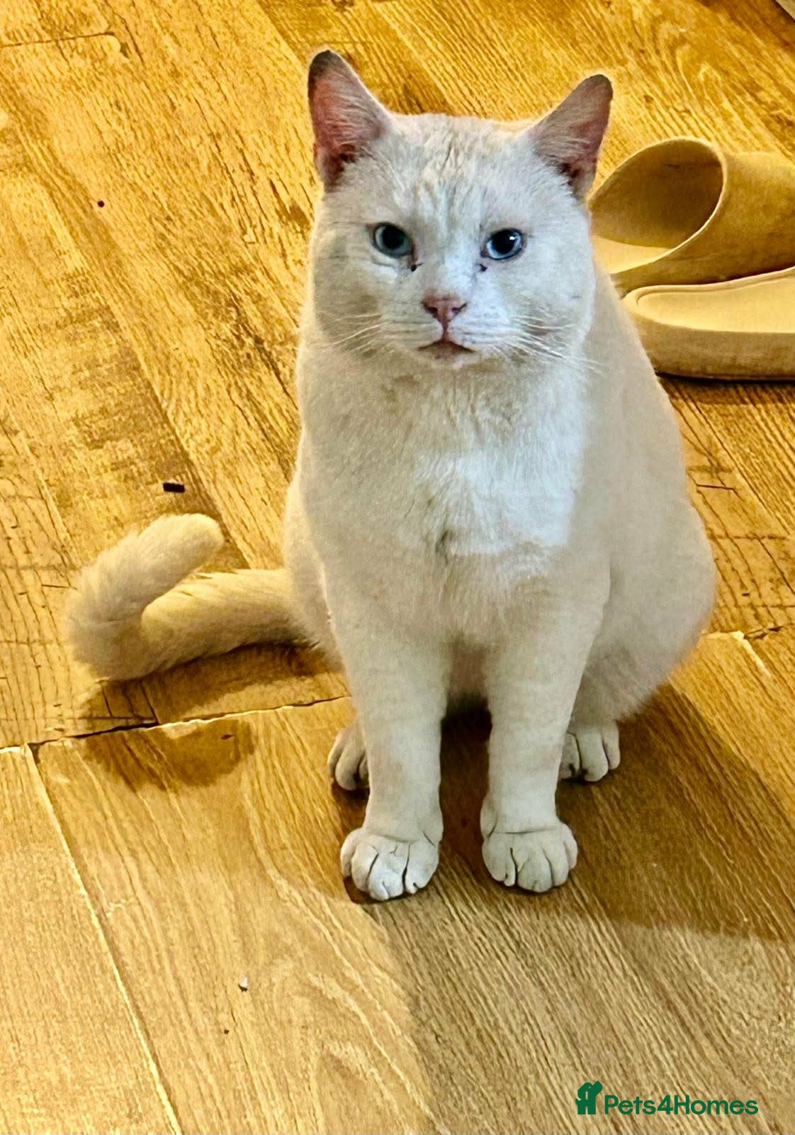 Mixed Breed cats 6-year-old rescue cat who seeks calm, loving home. - Advert 12