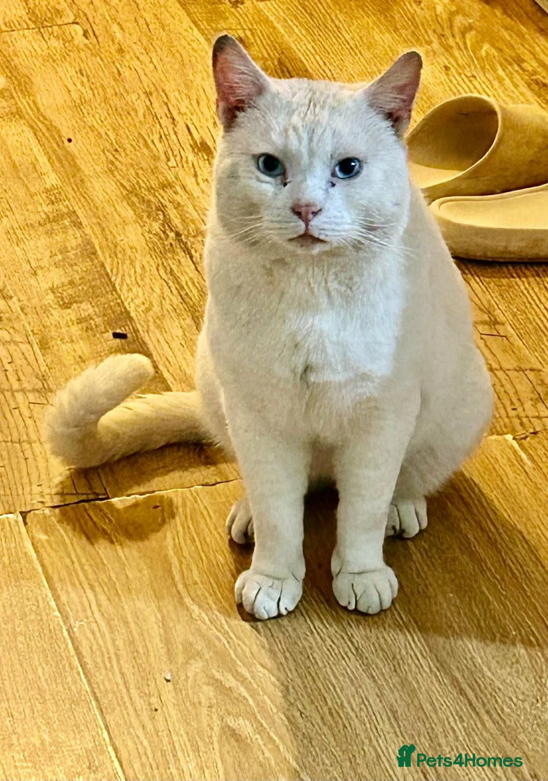 Mixed Breed cats for sale: 6-year-old rescue cat who seeks calm, loving home. - Advert 1