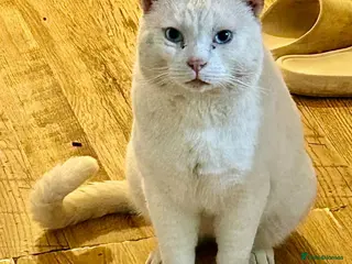 Mixed Breed cats 6-year-old rescue cat who seeks calm, loving home. - Advert 12