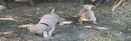 Italian Greyhound dogs for sale: Gorgeous Kc reg Italian greyhound  - Advert 34