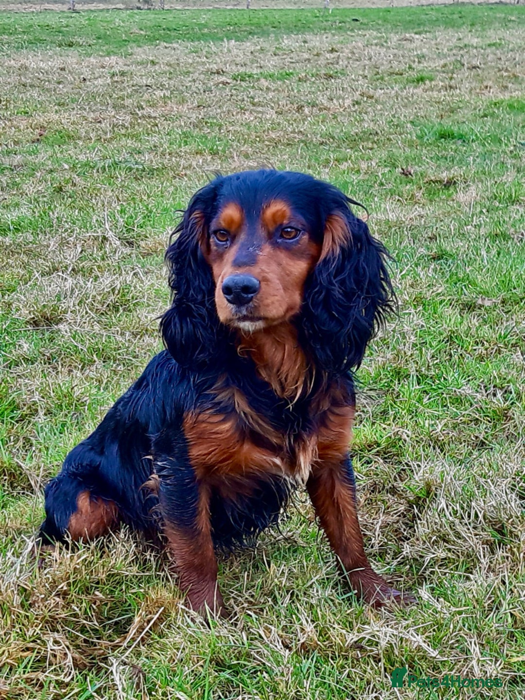 Mixed Breed dogs for sale: Beautiful Cocker X Puppies  - Advert 9