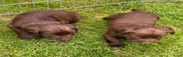 Cocker Spaniel dogs for sale: Glnhowy gundogs kc reg working cocker spaniel pups in Tredegar - Advert 5
