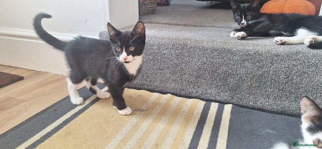 Mixed Breed cats for sale: 3 black and white kittens  - Image 10