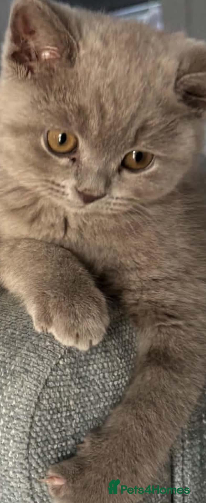 British Shorthair cats Still available Full British shorthairs ready now  - Advert 6