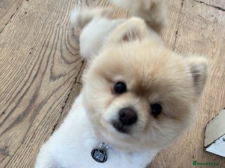 Pomeranian dogs - Advert 31