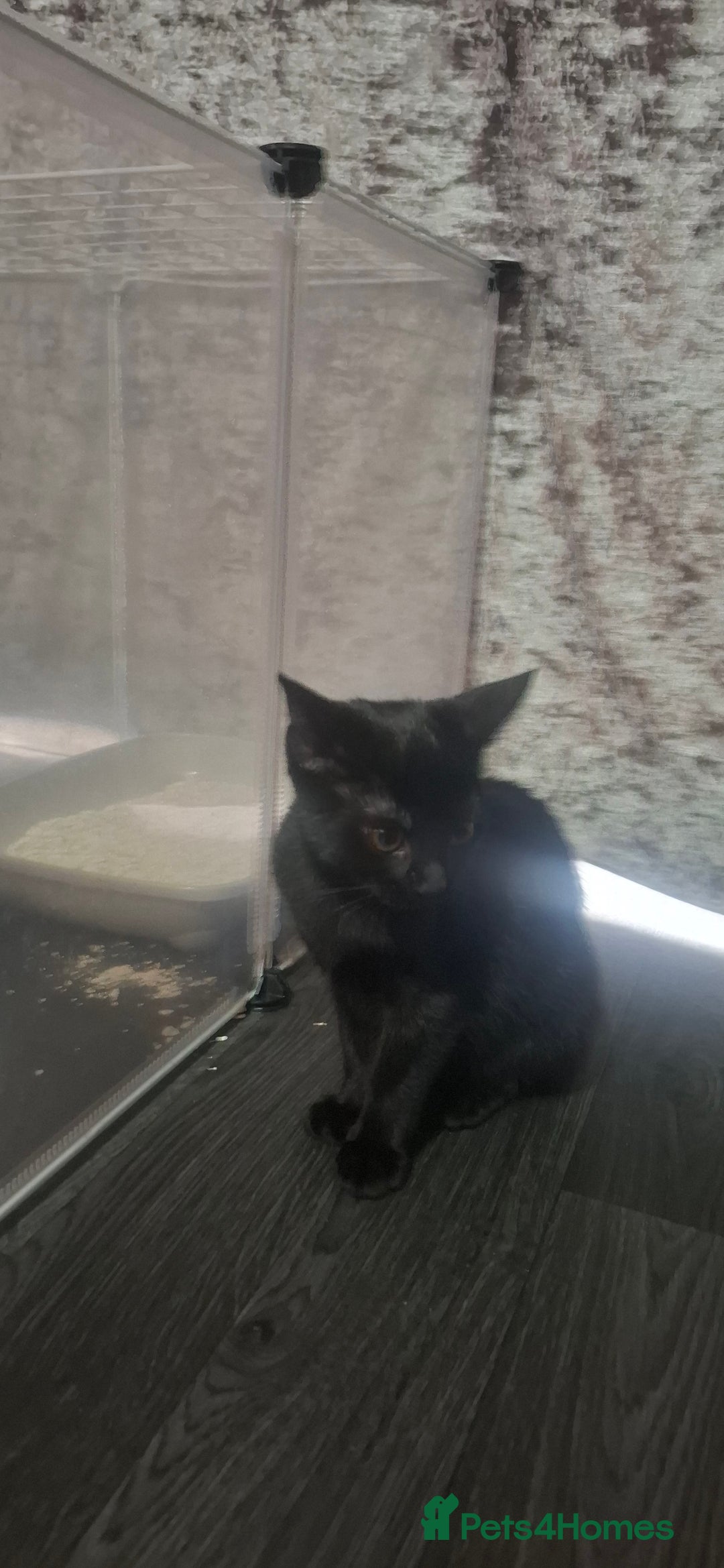 Mixed Breed cats for sale: Gorgeous  - Image 2