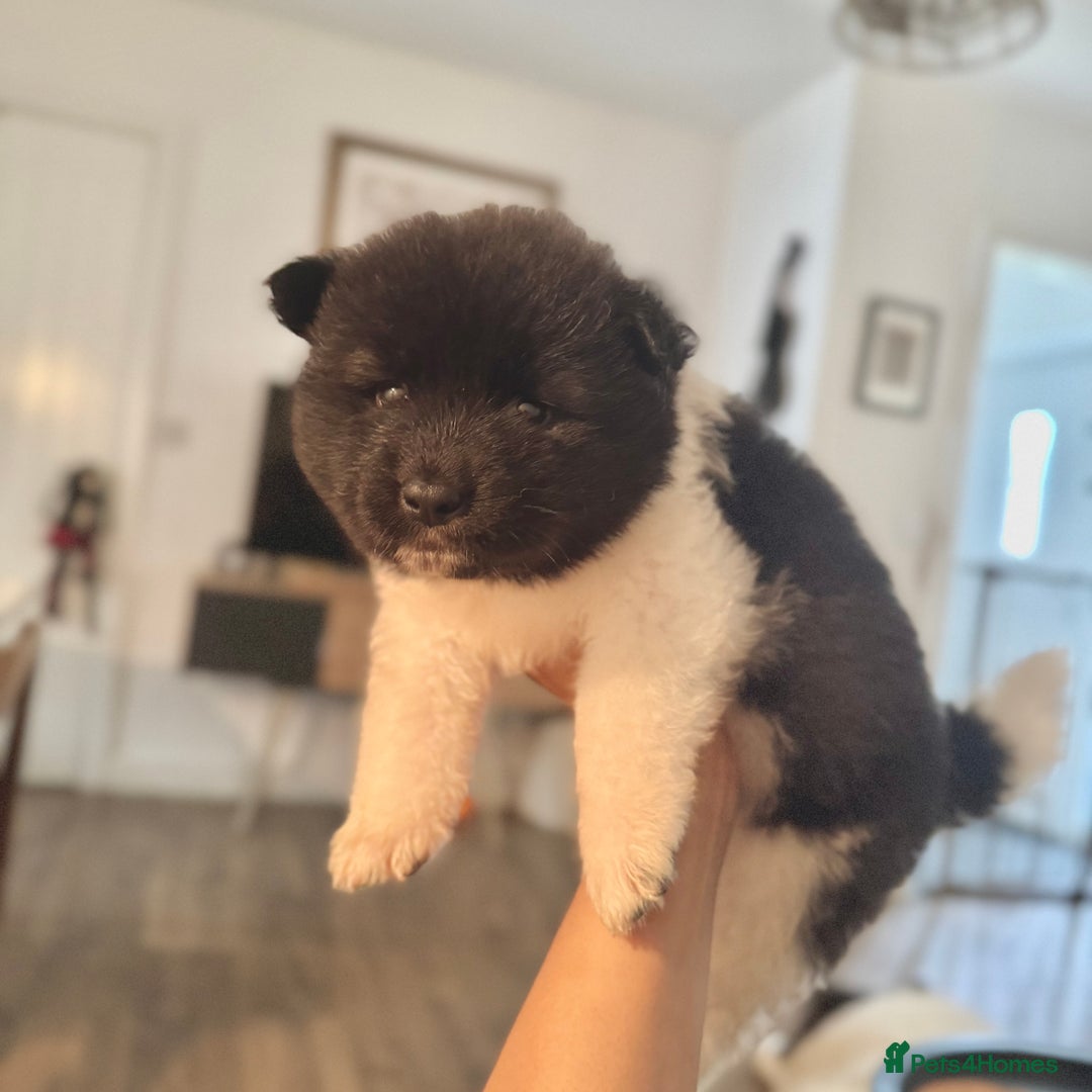 Akita dogs for sale: Quality Family Raised American Akita Puppies - Advert 1