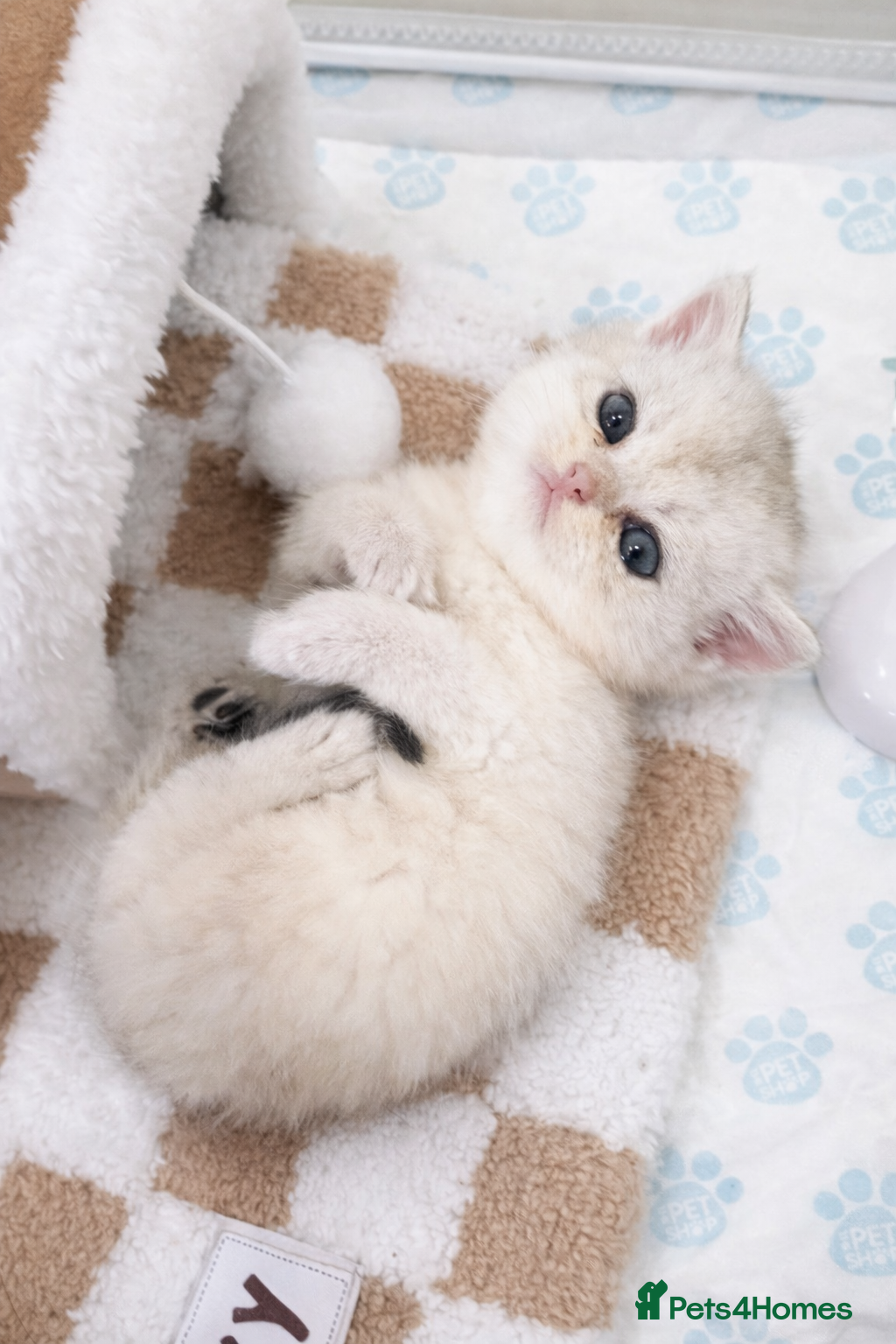 Scottish Fold cats Stunning Scottish Fold & Scottish Straight Kittens - Advert 18