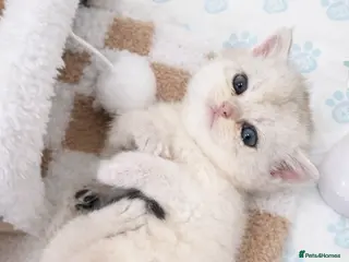 Scottish Fold cats Stunning Scottish Fold & Scottish Straight Kittens - Advert 18