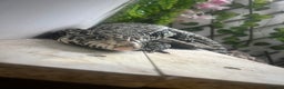 Lizard reptiles for sale: Black and white tegu for sale  - Advert 7
