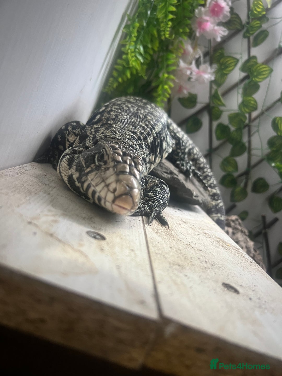 Lizard reptiles for sale: Black and white tegu for sale  - Advert 7