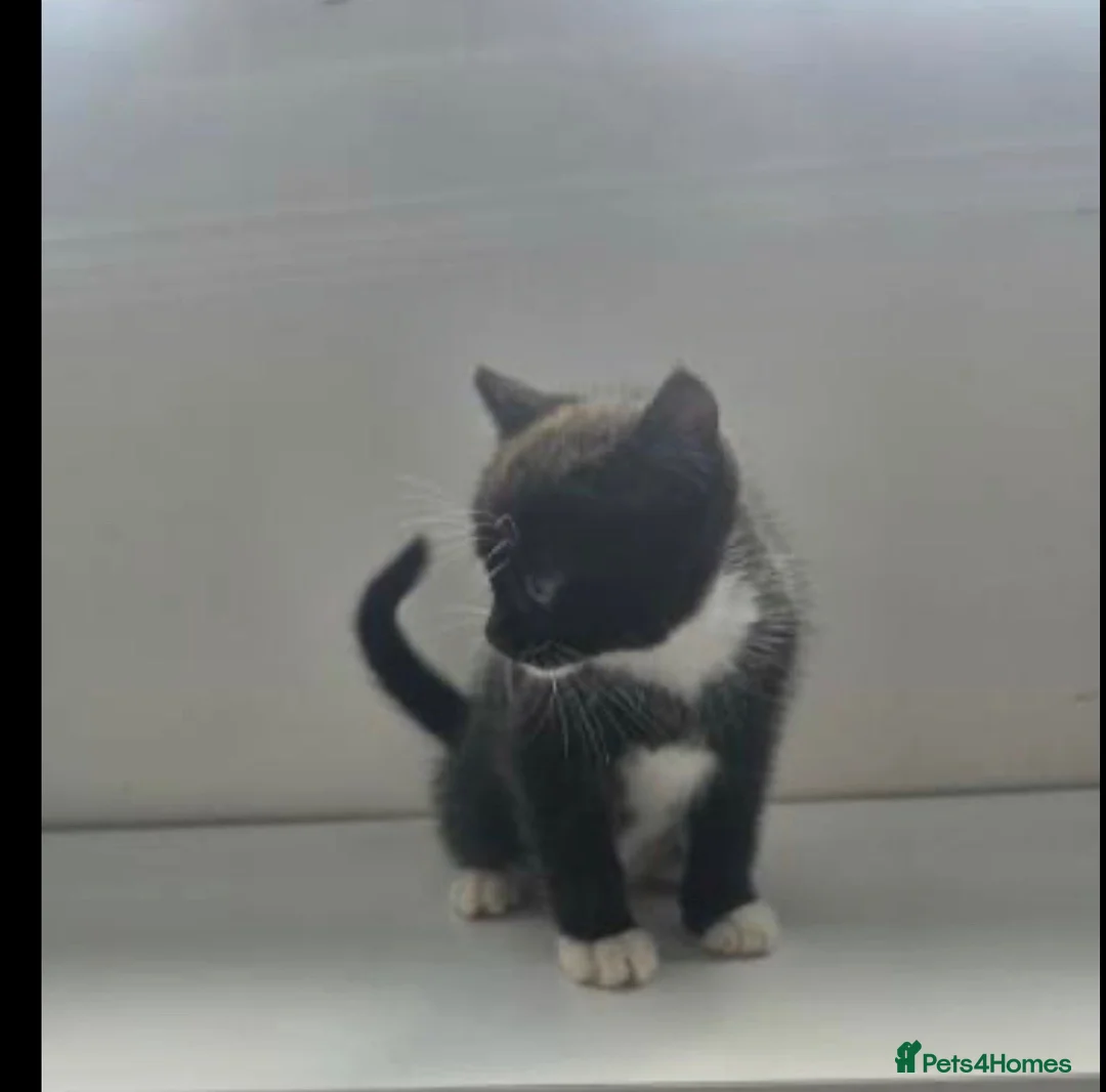 Ragdoll cats for sale: ragdoll mix kittens  - Advert 5