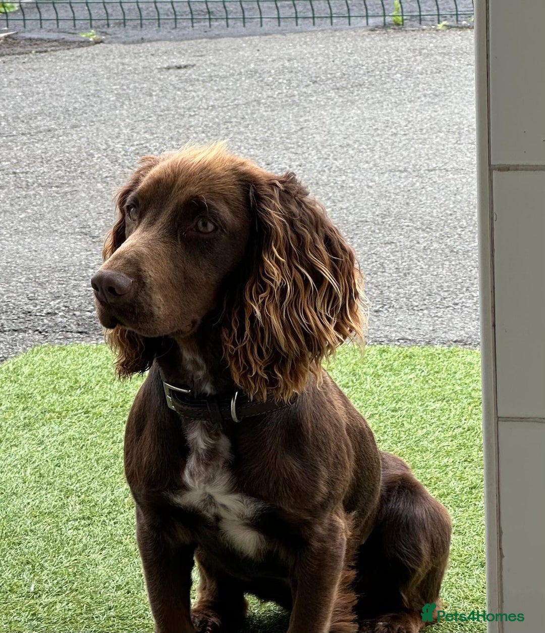 Cocker Spaniel dogs for sale: Last red boy - Ready to leave this week   - Advert 8