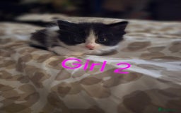 Mixed Breed cats for sale: 1 male 2 female  - Image 1