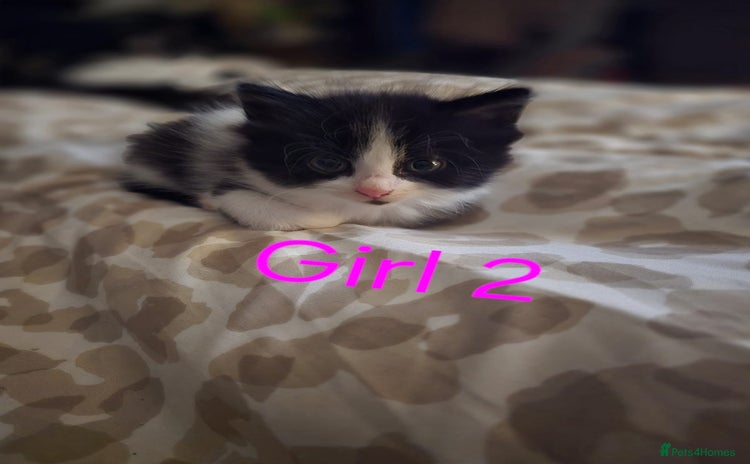 Mixed Breed cats - Advert 2