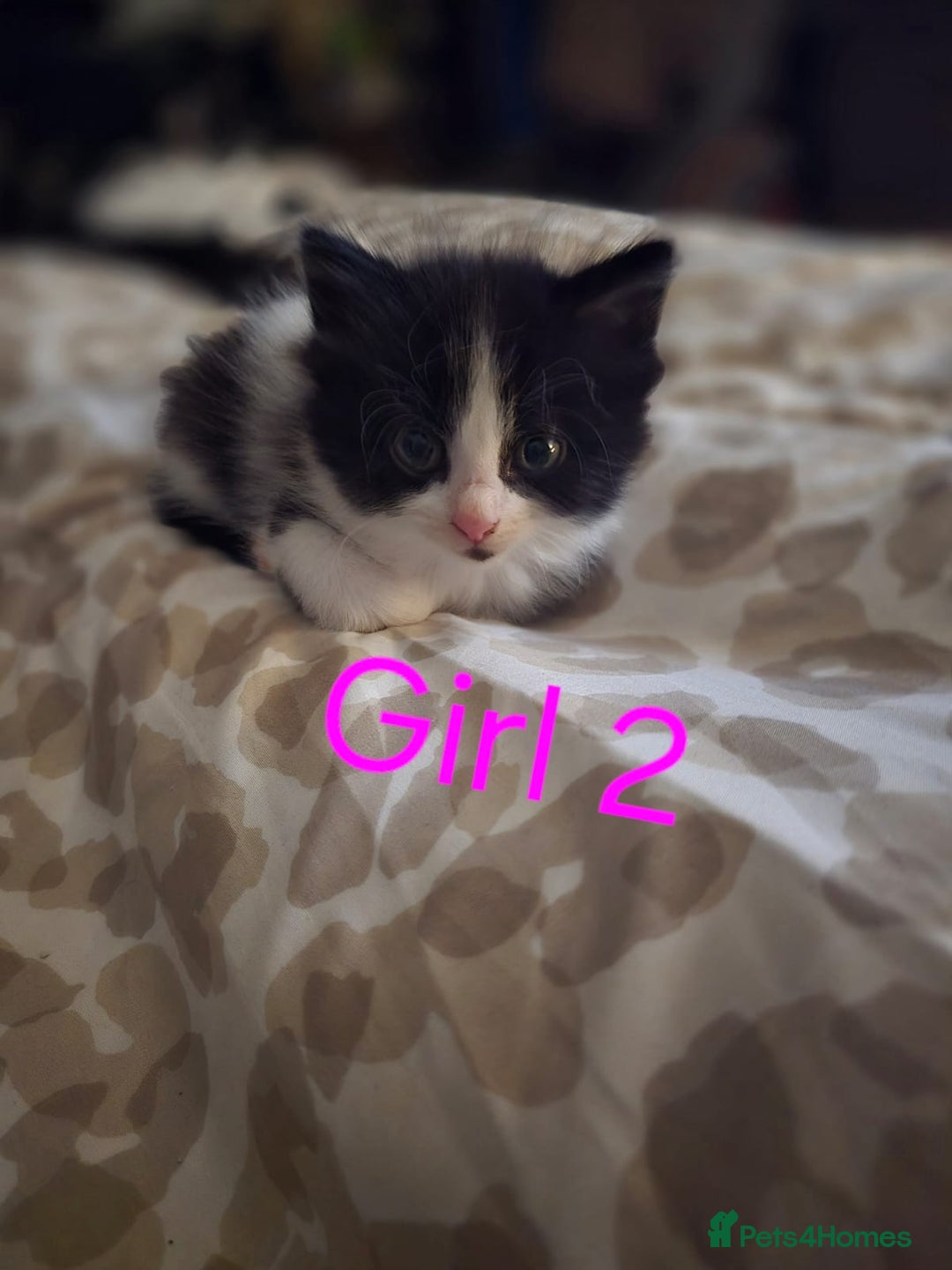 Mixed Breed cats for sale: 1 male 2 female  - Image 1