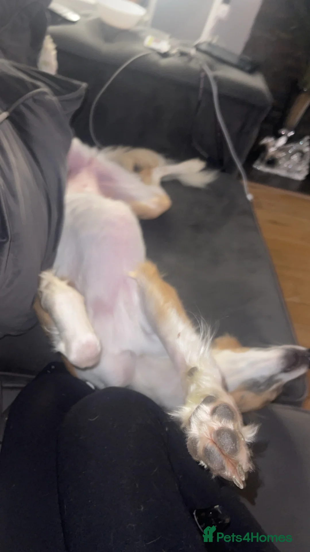 Mixed Breed dogs for sale: Female saluki x collie  - Advert 2