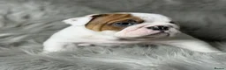 English Bulldog dogs for sale: KC British Bulldog Puppies - Advert 3