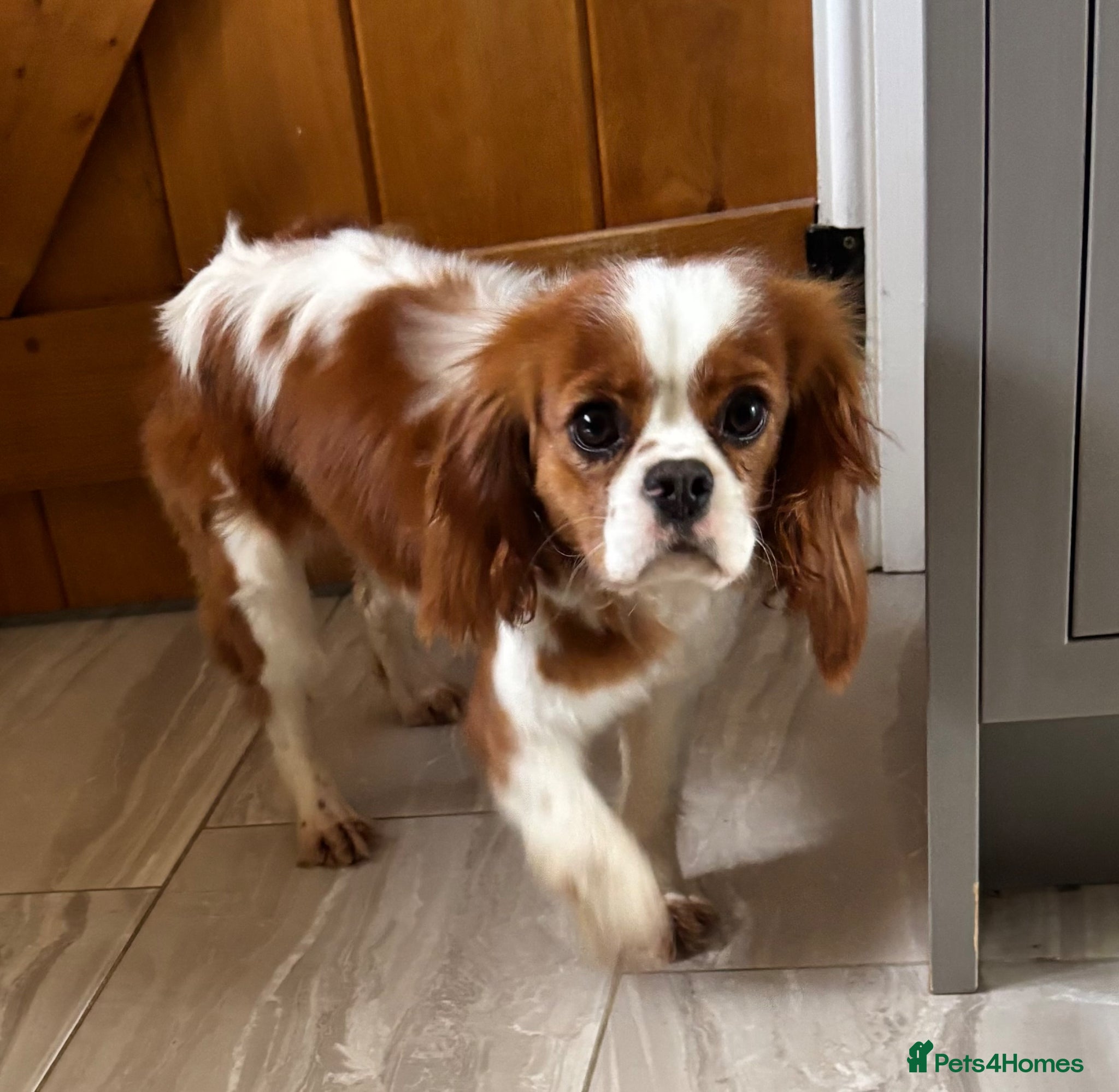 Cavalier King Charles Spaniel dogs KC registered Cavaliers female 14 months old - Advert 1