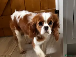 Cavalier King Charles Spaniel dogs KC registered Cavaliers female 14 months old - Advert 1