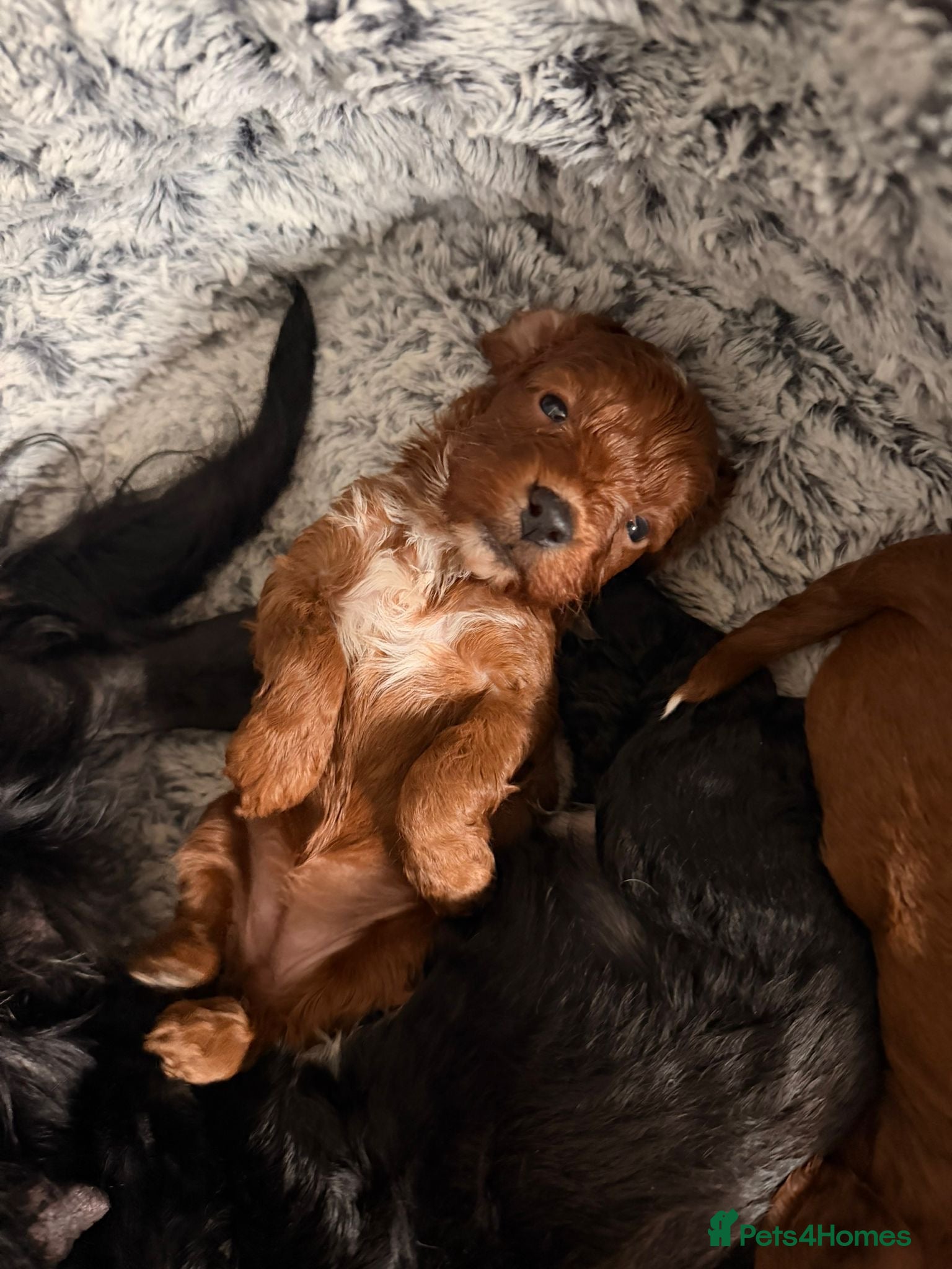 Cockapoo dogs Kc dna health clear parents champion bloodline  - Advert 5