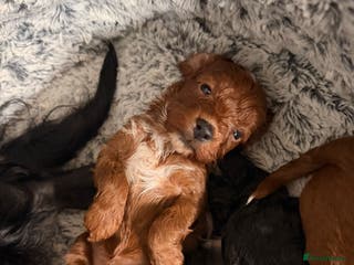 Cockapoo dogs Kc dna health clear parents champion bloodline - Advert 5