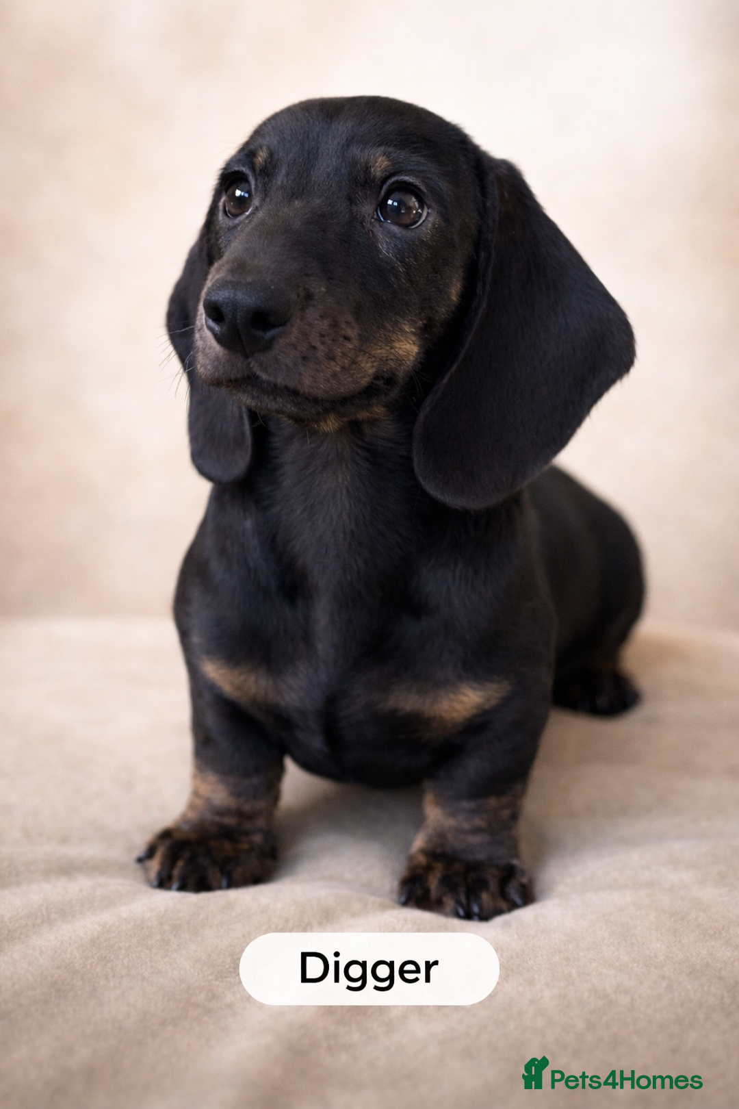 Miniature Dachshund dogs for sale: Unregistered miniature dachshund puppies  - Advert 1
