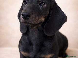 Miniature Dachshund dogs Unregistered miniature dachshund puppies - Advert 2