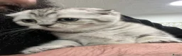 Scottish Fold cats for sale: Beautiful CAT for sale - Advert 3