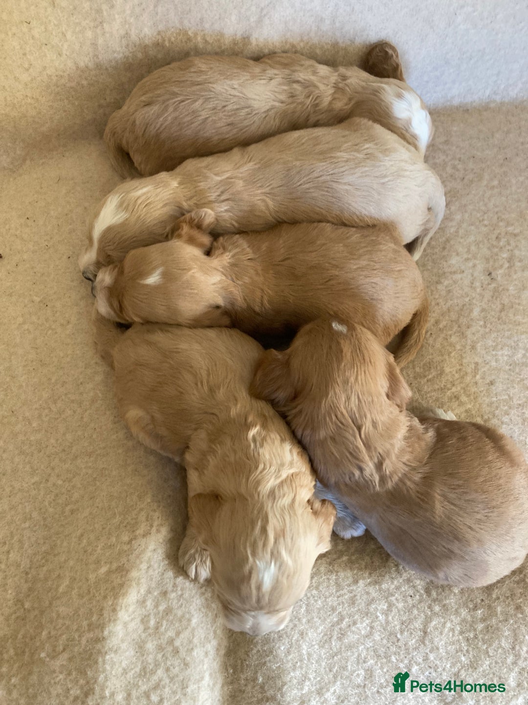 Cockapoo dogs for sale: F1 cockapoos - Advert 6