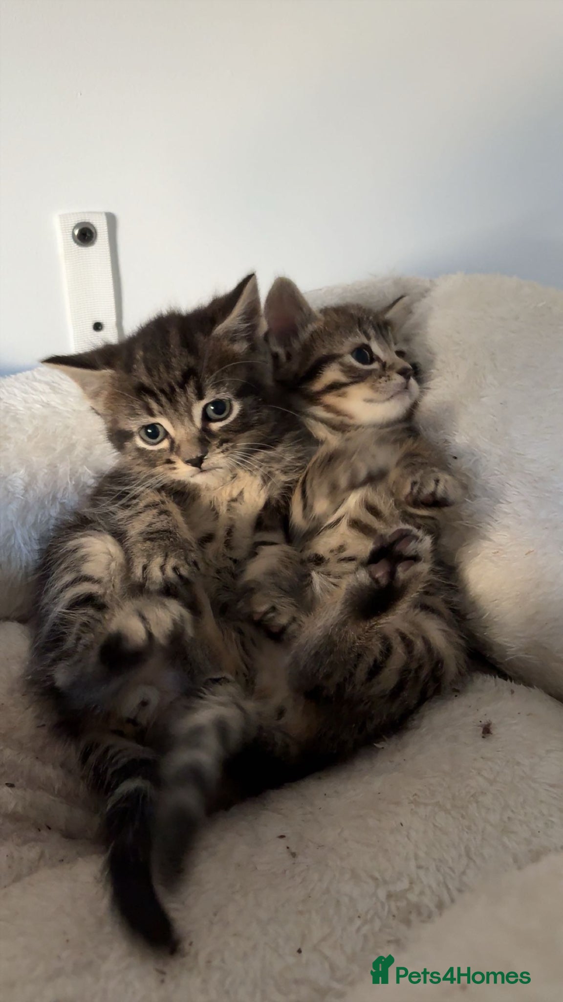 Mixed Breed cats 2 really playful kittens available now! - Advert 1