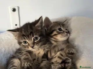 Mixed Breed cats 2 really playful kittens available now! - Advert 1