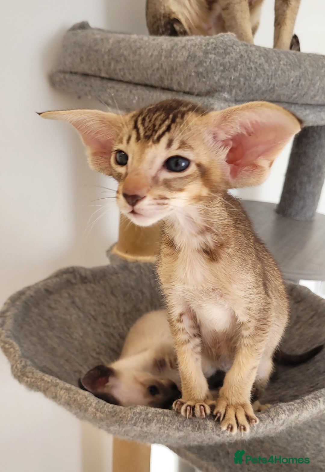 Oriental cats for sale: Oriental Shorthair kittens  - Image 4