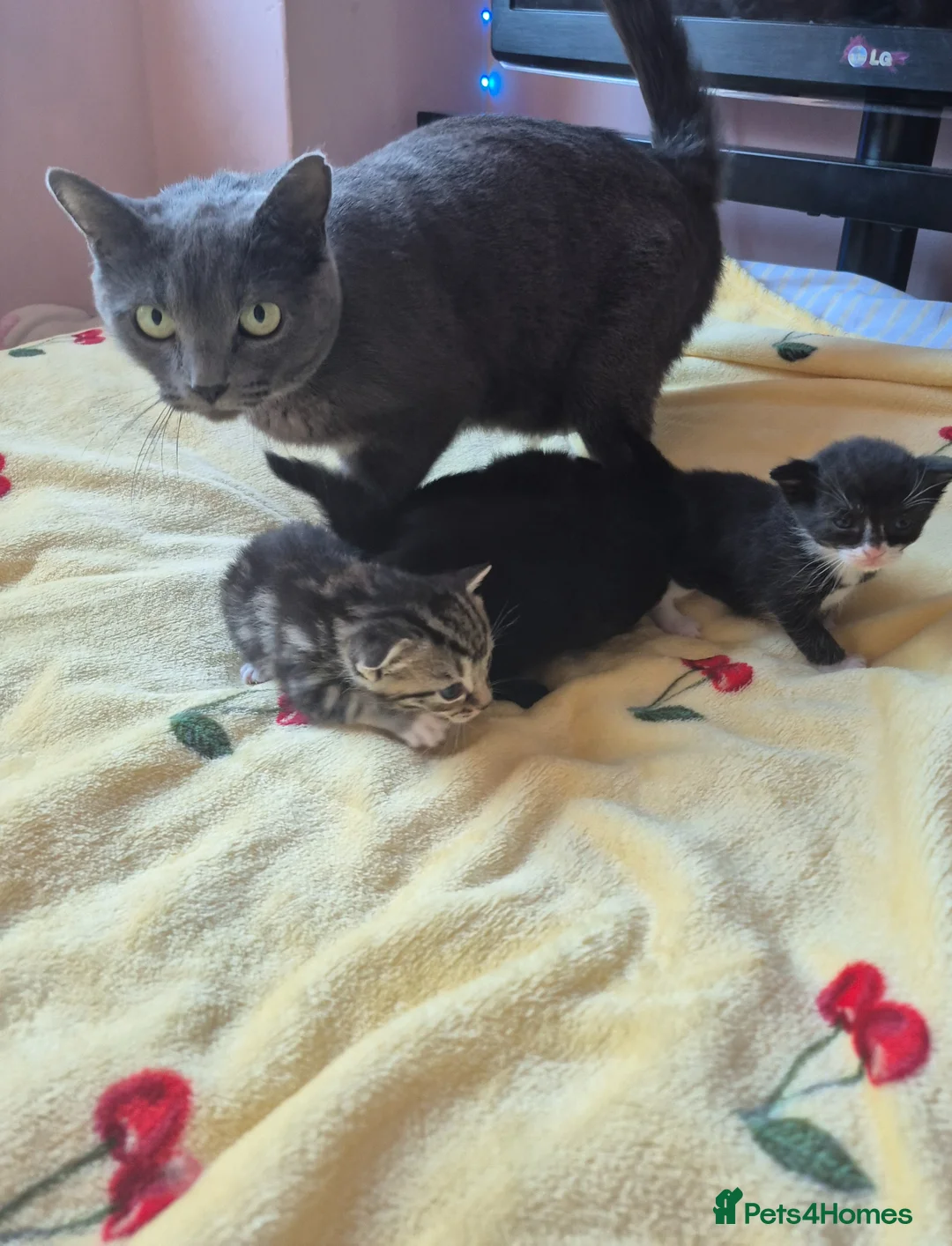 Russian Blue cats for sale: 4 Little Bundles of Joy are Growing Up! 😻 in King's Lynn - Advert 1