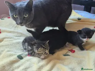 Russian Blue cats 4 Little Bundles of Joy are Growing Up! 😻 - Advert 2