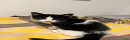 Mixed Breed cats for sale: ❤️Adorable fluffy kittens are available ❤️ - Advert 6