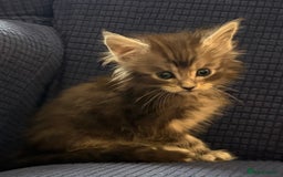 Maine Coon cats for sale: Beautiful mix mainecoon kittens  - Image 4