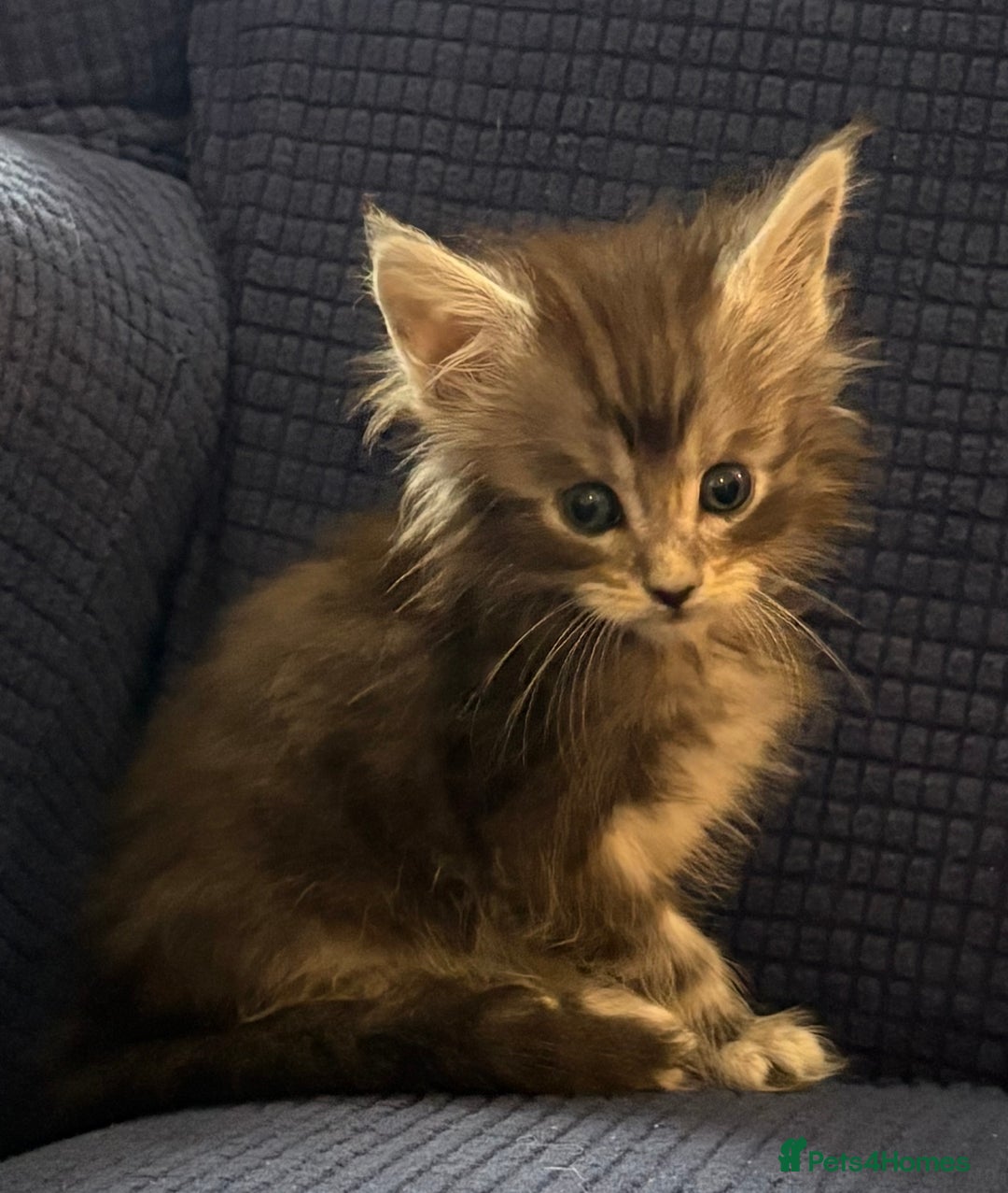 Maine Coon cats for sale: Beautiful mix mainecoon kittens  - Image 4