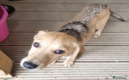 Mixed Breed dogs for adoption: Daisy - In Ayr looking for a home - Image 9