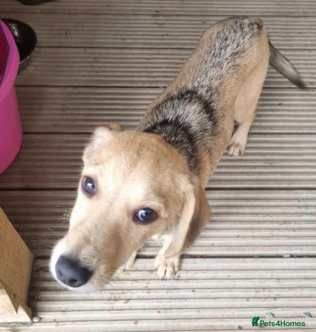 Mixed Breed dogs for adoption: Daisy - In Ayr looking for a home - Image 9