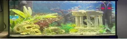Mollies fish for sale: Fluval 90l tropical fish  - Advert 2