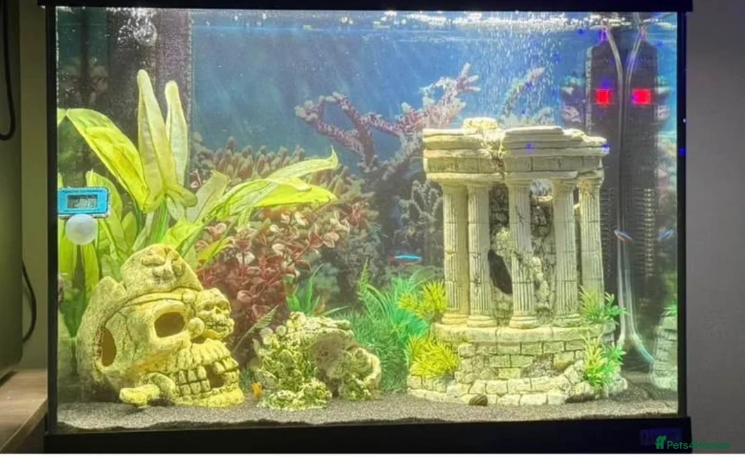 Mollies fish for sale: Fluval 90l tropical fish  - Advert 2