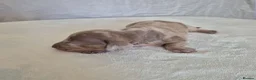 Miniature Dachshund dogs for sale: 🤎 Gorgeous Daxies_Mini Dachshunds 🤎 - Advert 21