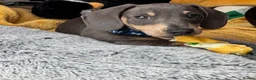 Miniature Dachshund dogs for sale: blue & tan miniature dachshund male puppy - Advert 3