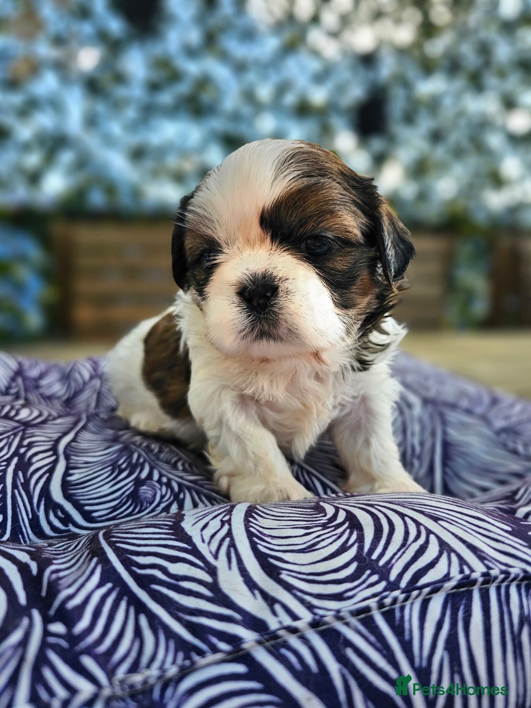 Shih Tzu dogs for sale: Shih Tzu girls–Licensed Breeder–Ready soon  - Image 9