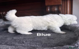 Samoyed dogs for sale: Samoyed Puppies — Ready to Reserve Now! - Image 11